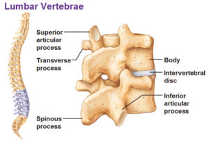 lumbar-vertebrae-lumbar-spine-disc-health-low-back-pain