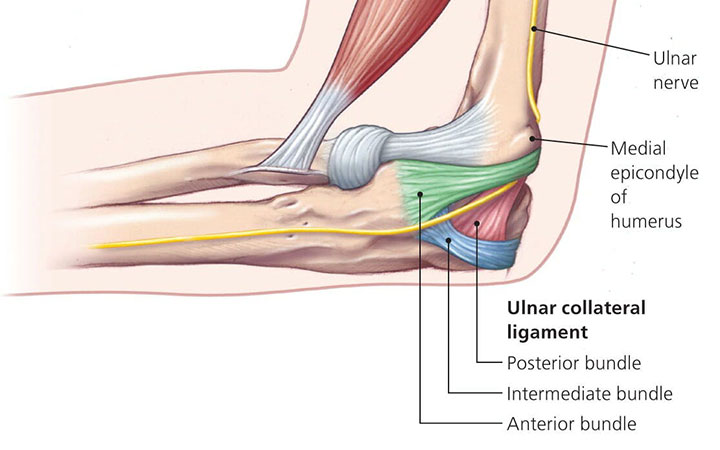 ulnar collateral ligament